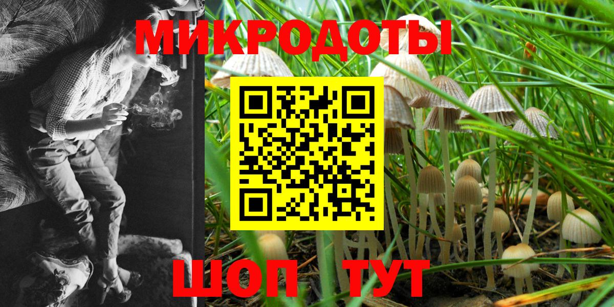 Галлюциногенные грибы Psilocybe Торжок